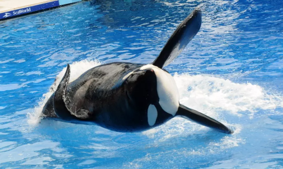 SeaWorld Fined Over Killer Whale Care [VIDEO]