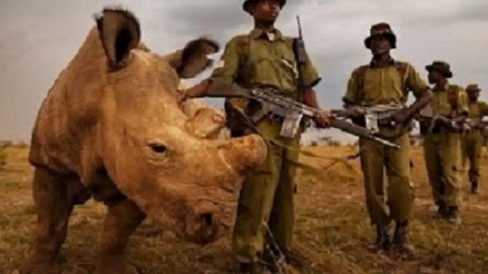 The Last Male Northern White Rhino On The Planet [VIDEO]