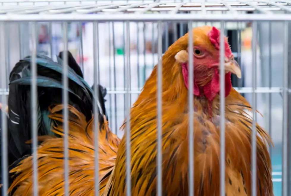 Chicken, Turkey, Duck, Goose &#038; Peafowl Exhibits Canceled At Eastern Michigan State Fair