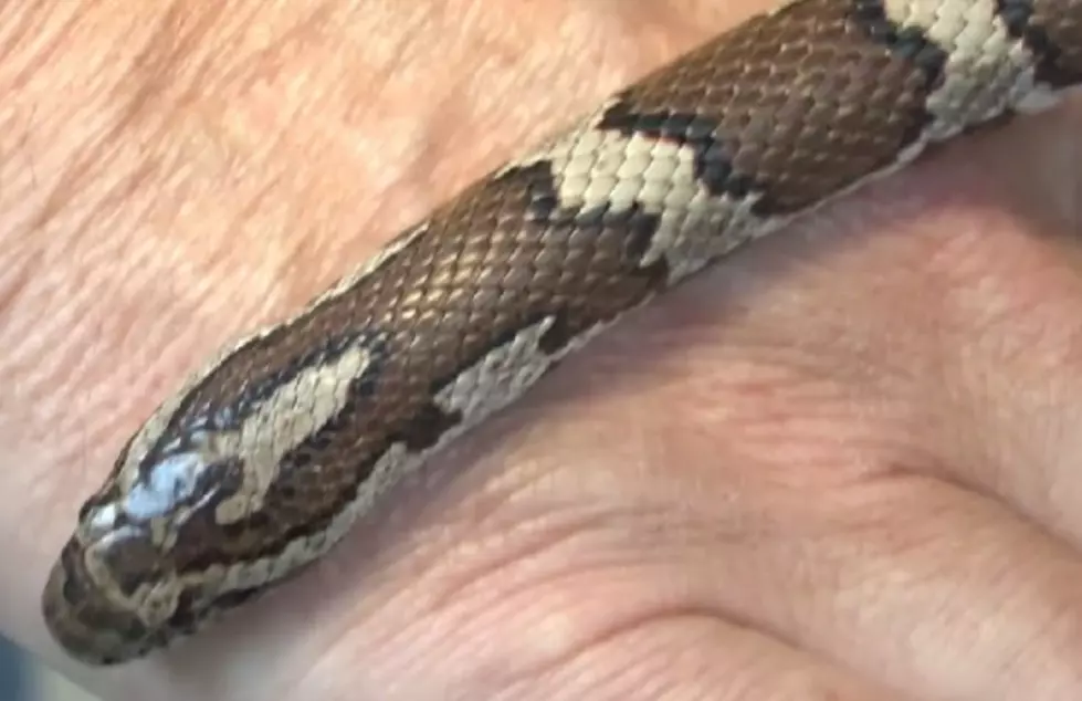 Can You Identify A Milk Snake? [VIDEO]