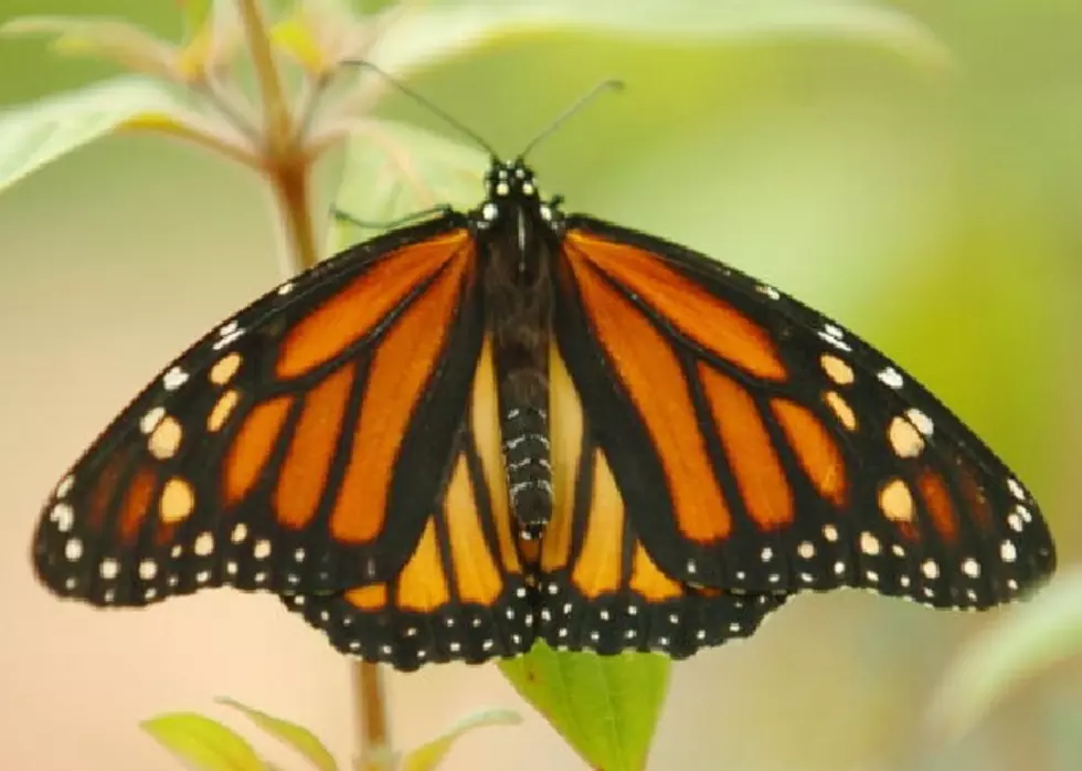 Michigan Awarded Grant To Save The Monarch Butterfly