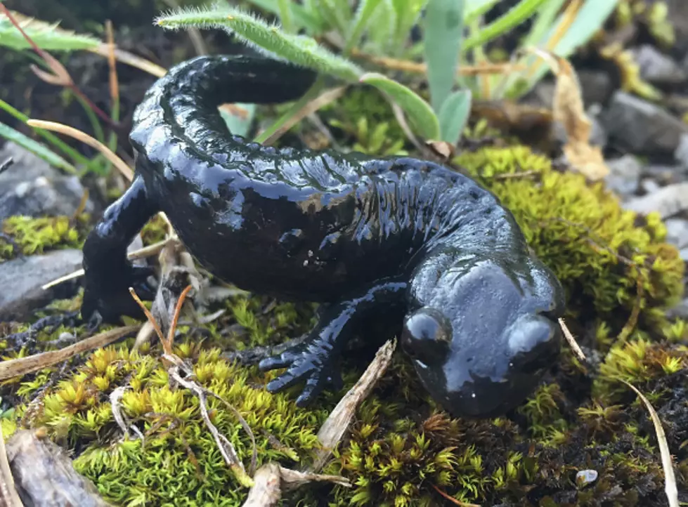 Salamander Foray At Seven Ponds This Weekend