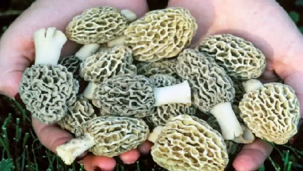 Hunting For Morels? The DNR&#8217;s Interactive Map Could Help