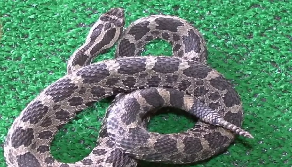How to Identify an Eastern Massasauga Rattlesnake [VIDEO]