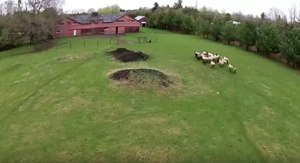Herding Sheep With Drone? [VIDEO]