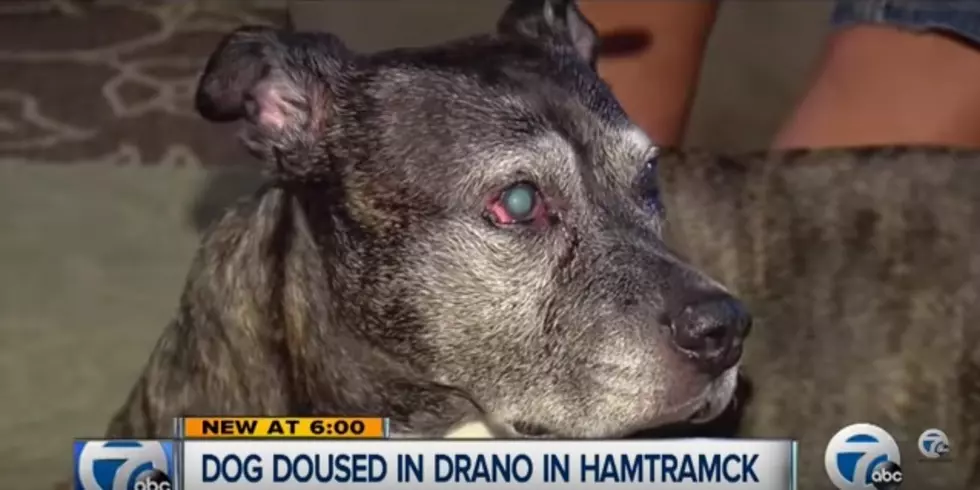 14-Year-Old Dog Attacked With Drano, Beat With Broom During Hamtramck Home Invasion [VIDEO]