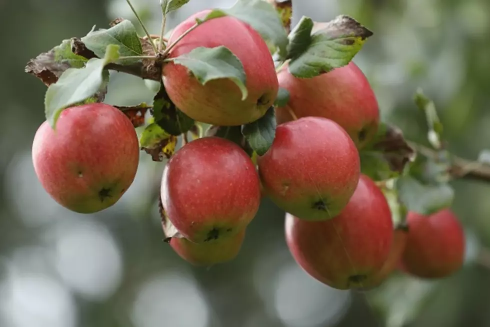 Teenager Known As The Apple Catcher [VIDEO]