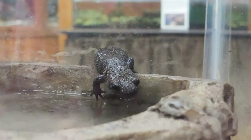 Salamander Foray At Seven Ponds Nature Center