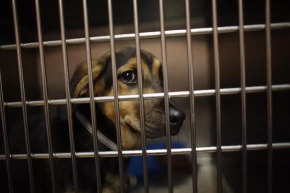 Adopt A Shelter Pet Day [VIDEO]