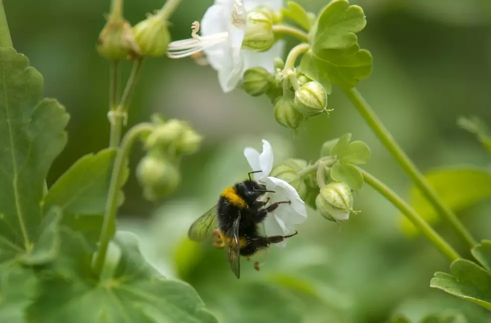 No Life Without Bees: Celebrate World Bee Day