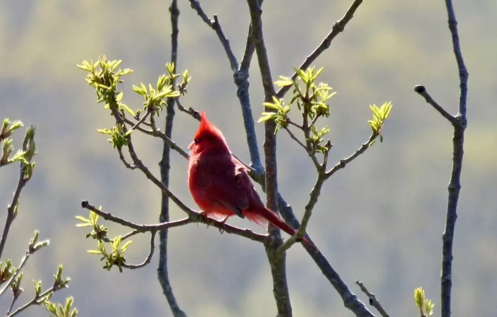 Bird-A-Thon Annual Spring Fundraiser At Seven Ponds