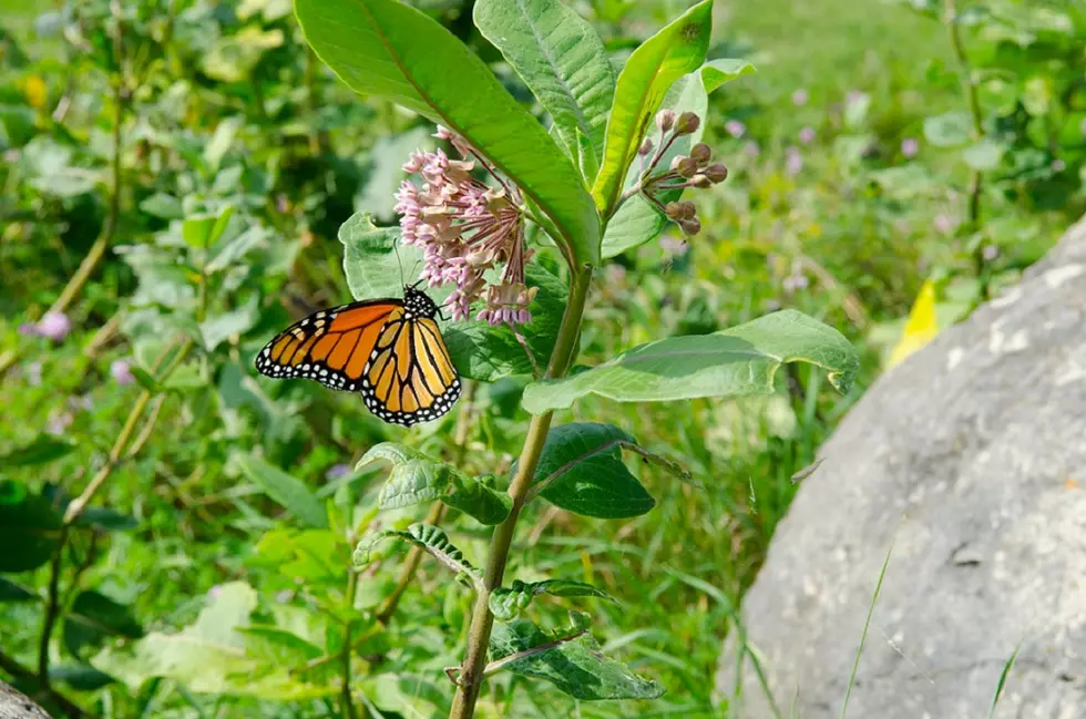 Monarch Butterflies Are A Sure Sign Of Summer In Michigan