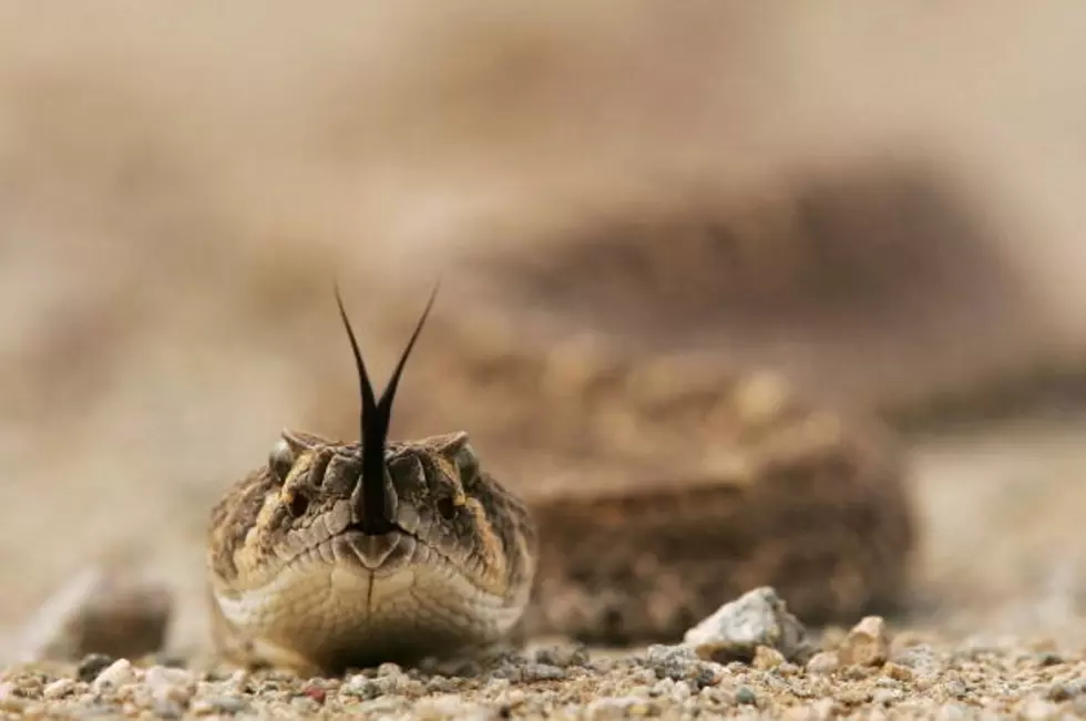 Terrifying or Totally Cool: Michigan Snake Smarts [VIDEO]