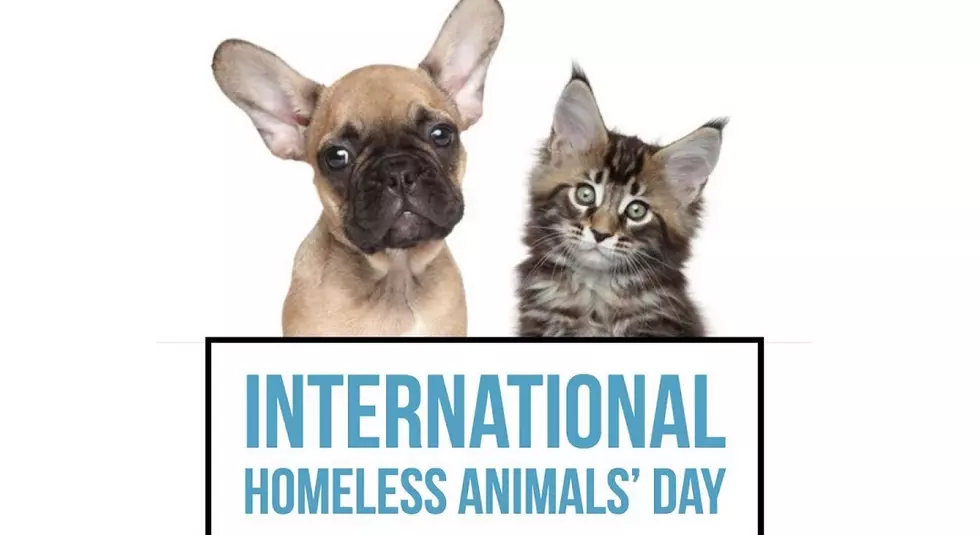 International Homeless Animals&#8217; Day Is August 18