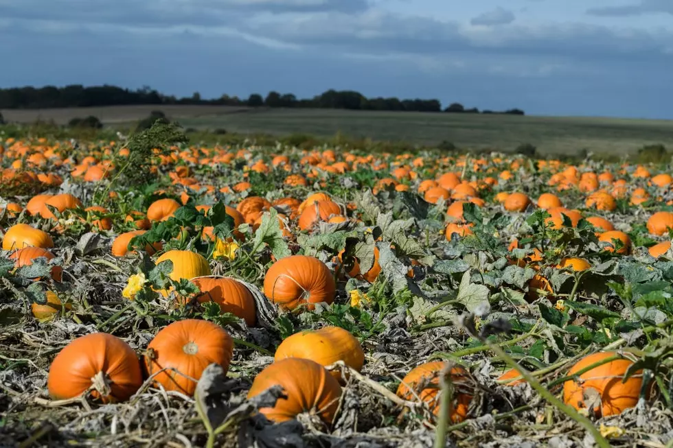 Happy Pumpkin Day