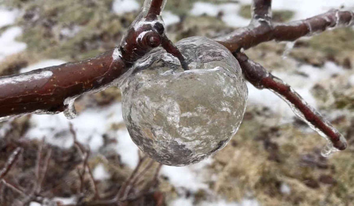‘Ghost Apples’ Discovered In Michigan Orchard