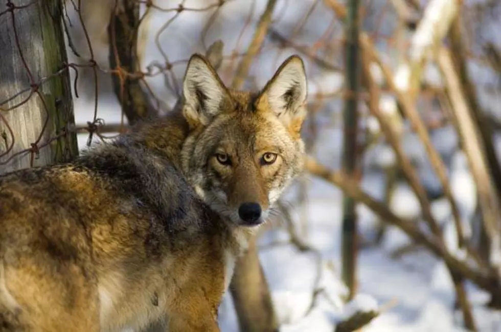 Coyote Song This Weekend At Seven Ponds