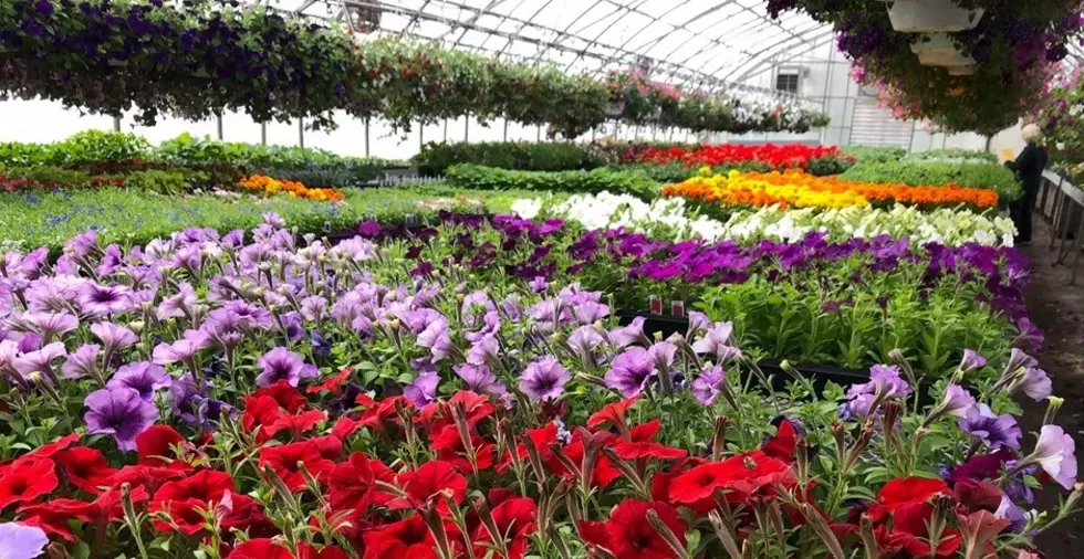 Lapeer County FFA Plant Sales