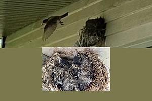 Intrusive Bird Nests with Eggs or Babies – What You Need to Know