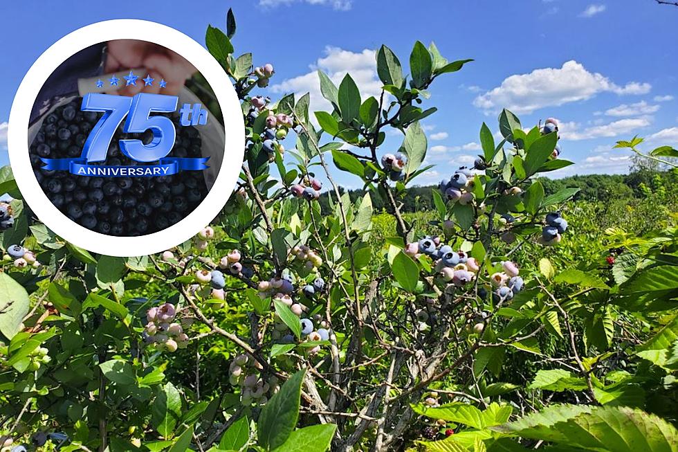 Celebrate MI's Iconic Blueberry Lane Farms' 75th Anniversary