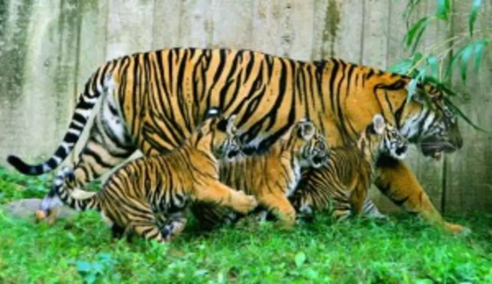 &#8216;Tiger Mother&#8217; Is A Very Strict Parent