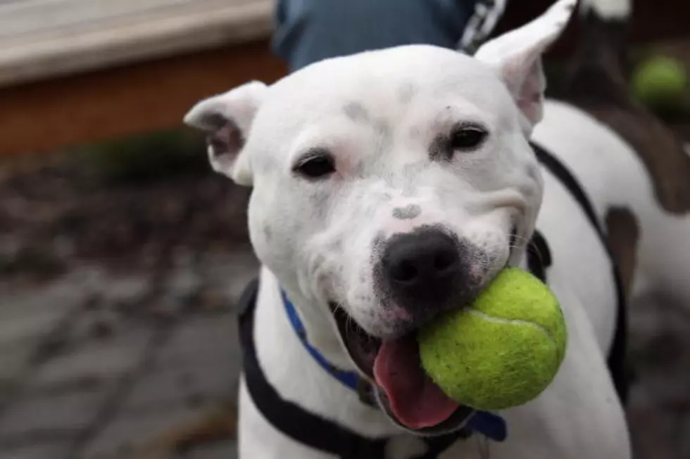 Dog and Duck Give Eskimo Kisses [Video]