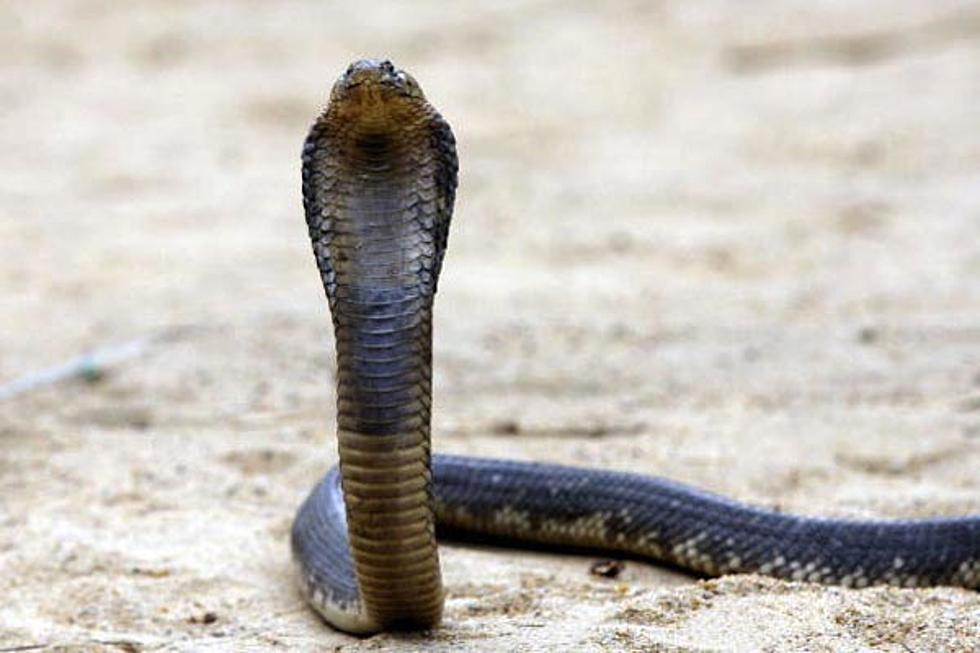 Escaped Bronx Zoo Cobra Captured