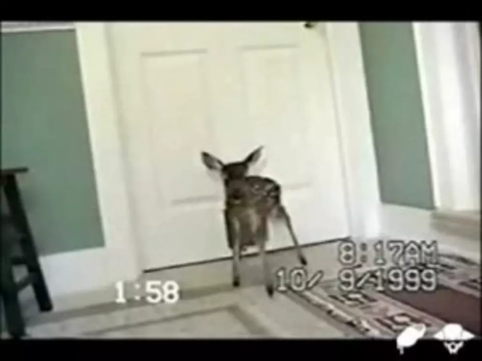 Baby Deer Decides to Become an Inside Pet [VIDEO]