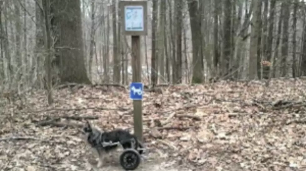 &#8216;Tori Loves Michigan&#8217; &#8211; Partially Paralyzed Dog Enjoys All Michigan Has to Offer [VIDEO]