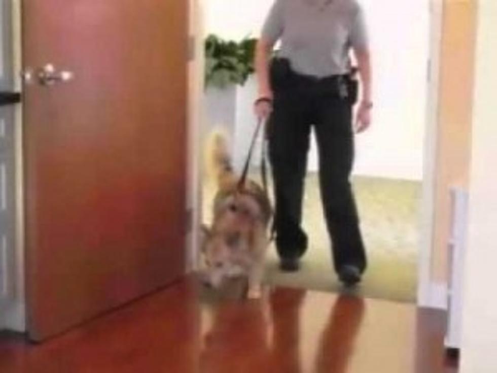 Dying Man&#8217;s Final Wish To Be Reunited With His Dog [VIDEO]