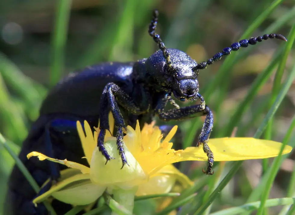 Michigan Agriculture At Risk Of Invasive Beetle