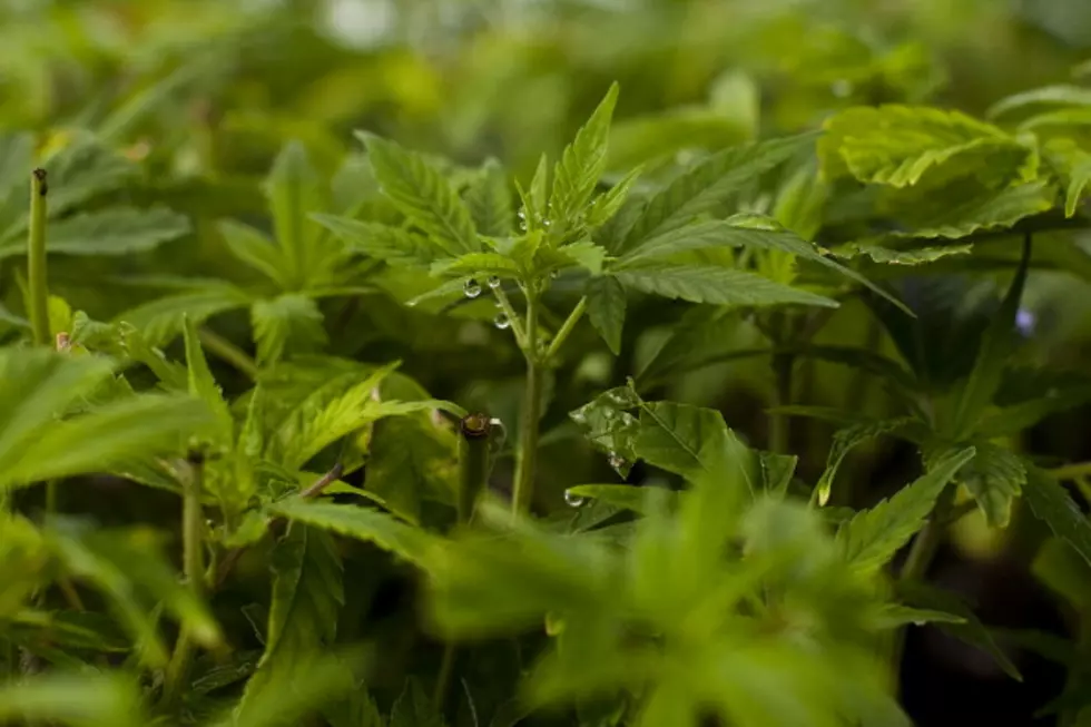 Genesee County Affected By Medical Marijuana Ruling?