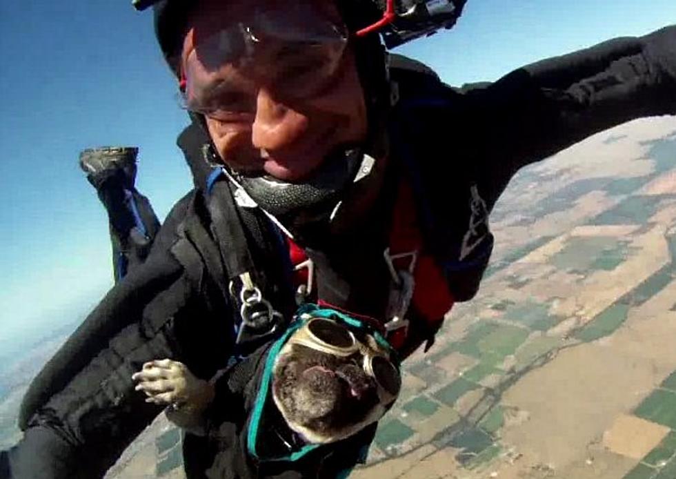 Meet Otis The Skydiving Pug Who Loves Going For ‘Walkies’ In The Air [VIDEO]