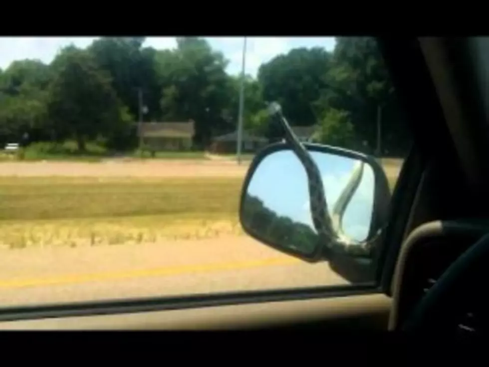 Huge Snake On Car Windshield Takes Couple For Wild Ride [VIDEO]