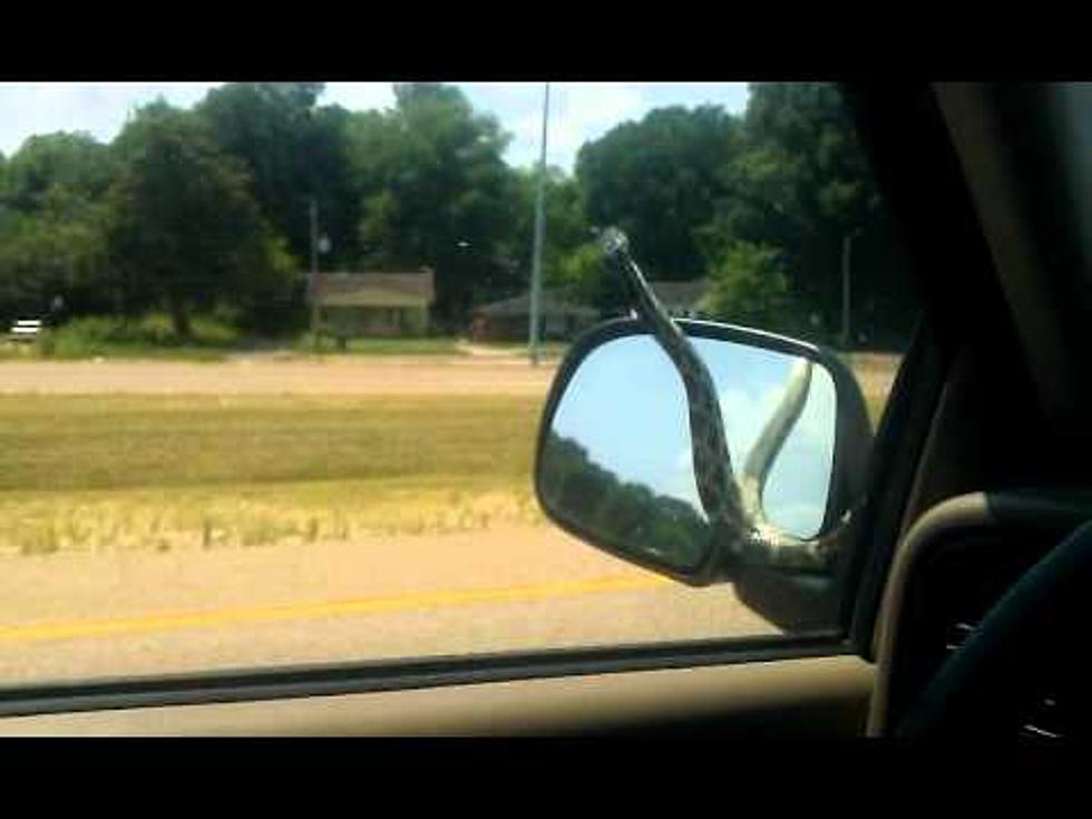 Huge Snake On Car Windshield Takes Couple For Wild Ride [VIDEO]