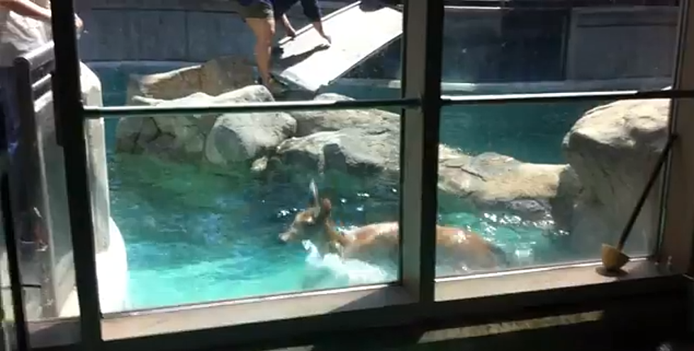Deer Caught In Seal Tank At Norwalk Maritime Aquarium [Video]