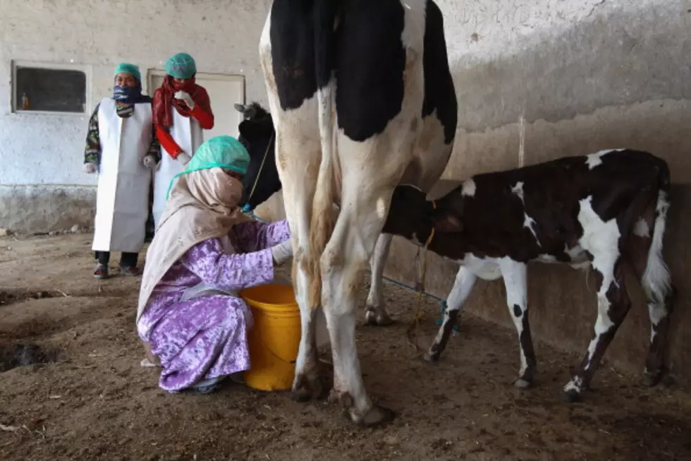 Toddler Suckles Milk Directly From Cow