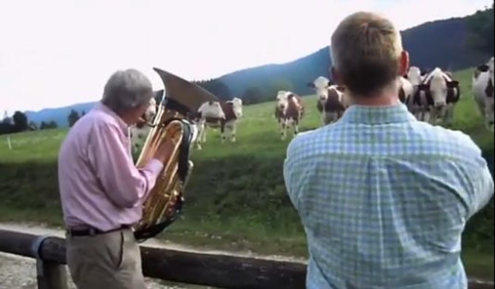 Holy Cow!  These Bovine Utterly Enjoy Jazz [VIDEO]