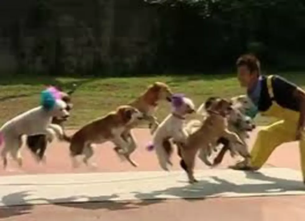 13 Dogs Jumping Rope At The Same Time [VIDEO]