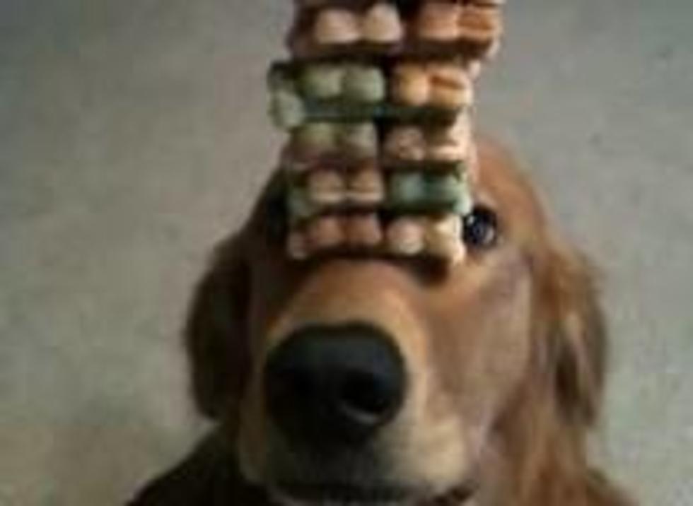 Dog Balances Tower Of 36 Treats On Her Nose [VIDEO]
