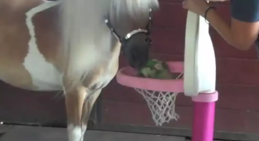Amos The Wonder Horse Plays Basketball And Paints [VIDEO]