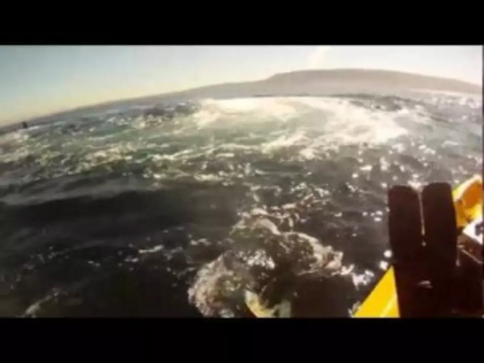 Amazing Video Of A Man Kayaking With Blue Whales In California [VIDEO]
