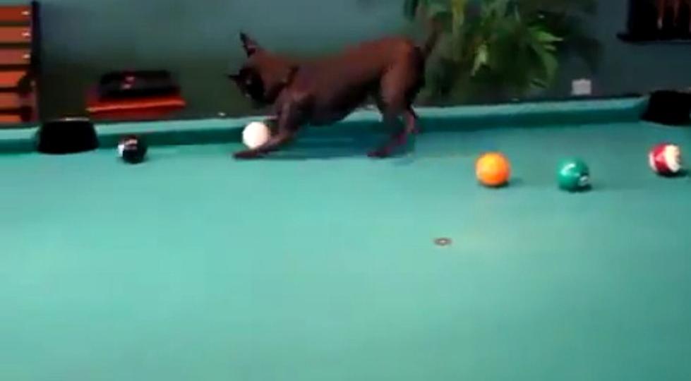 This Dog Can Play Pool Better Than You [VIDEO]