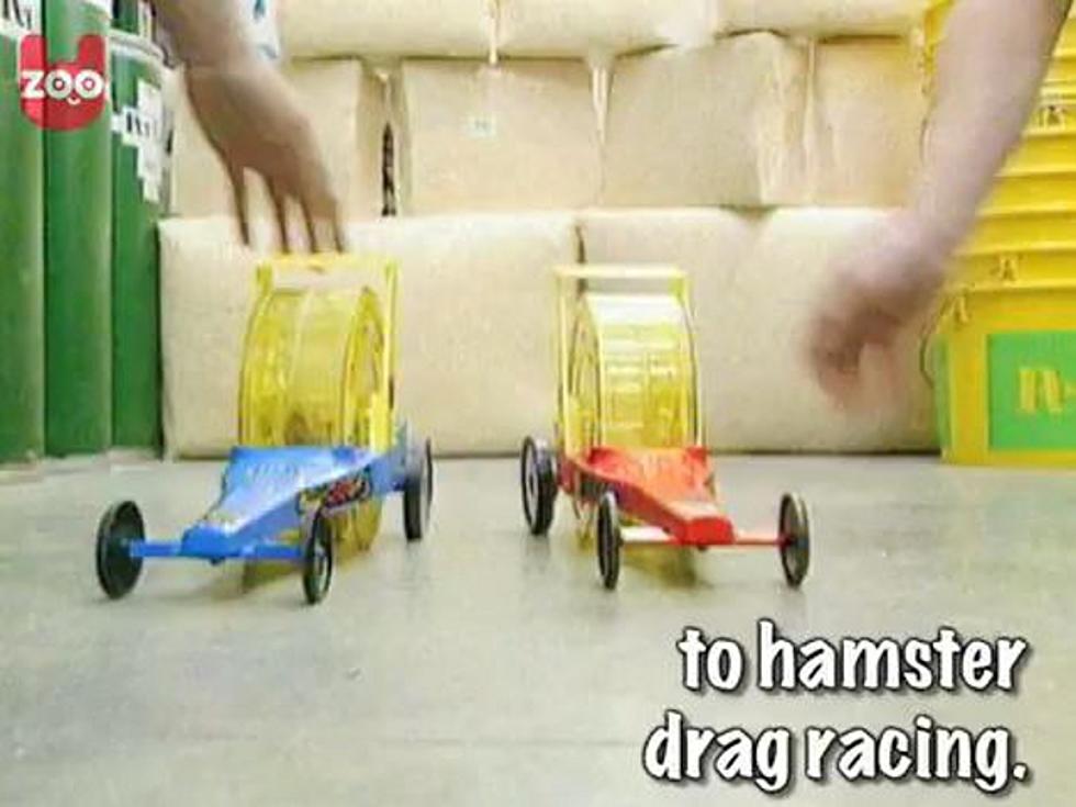 Hamster Drag Racing Is Sweeping the Nation [VIDEO]