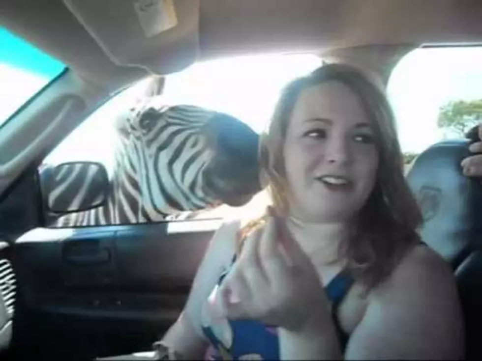 Woman Bit By A Zebra During Texas Safari Visit [VIDEO]