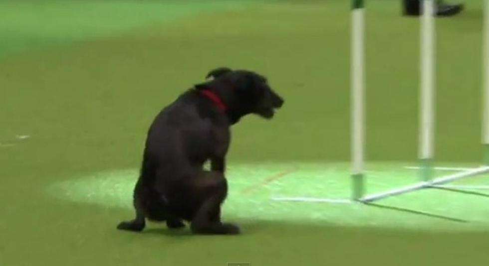 Dog Poops During ‘Crufts’ Dog Show Competition [VIDEO]