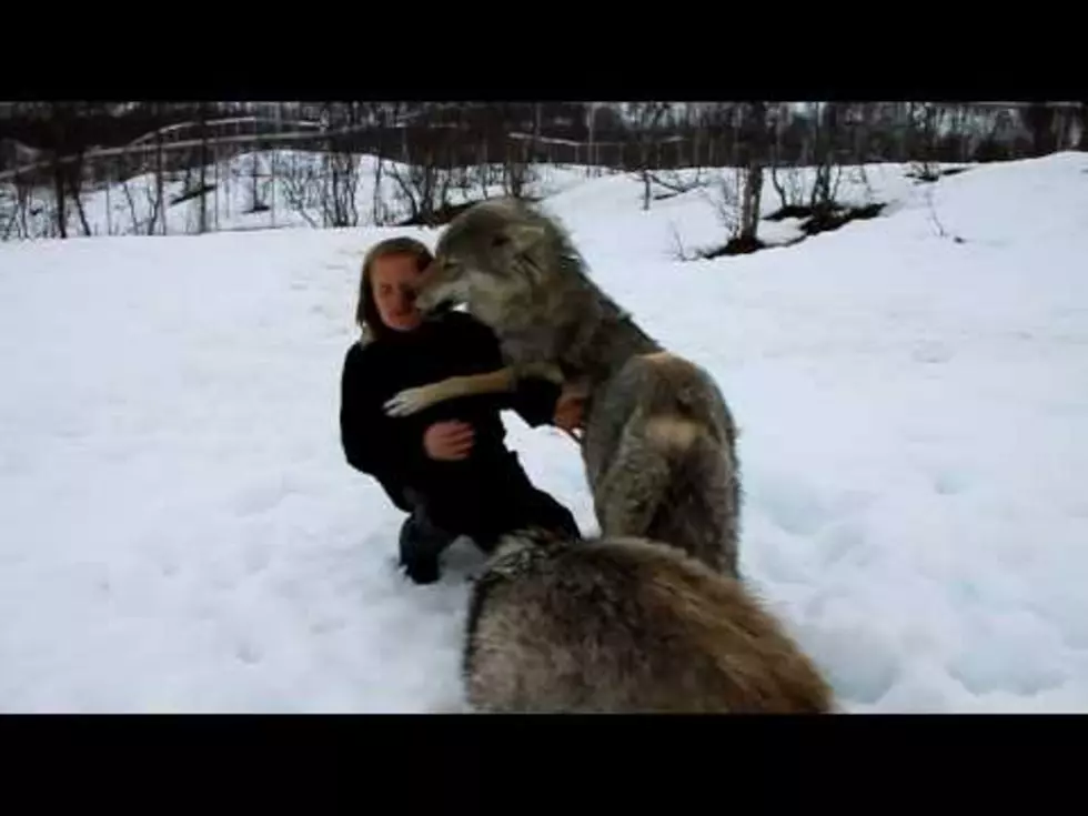 Woman Reunites With Wolves [VIDEO]