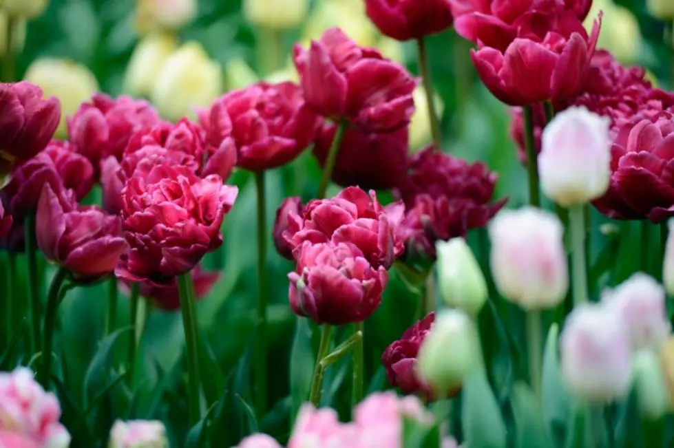 Royal Gardens Flowers To Celebrate Their Earth Day This Saturday-You Get The Gift