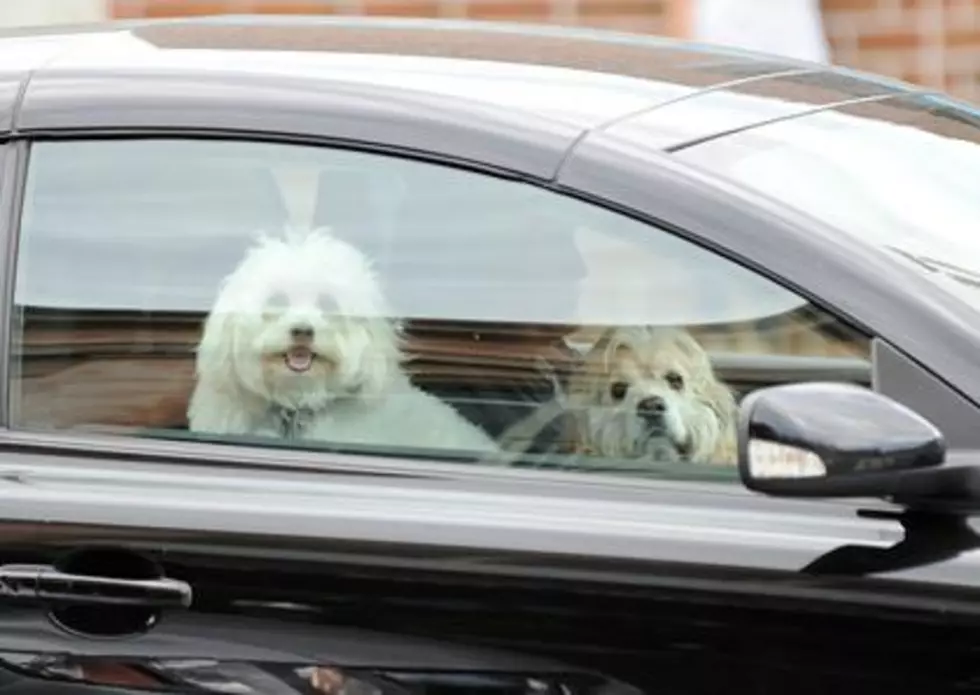 State Bill In Michigan If Passed Would Ban Dogs In A Driver’s Lap [POLL]
