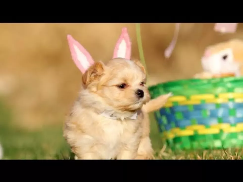 Adorable Easter Puppies [Video]